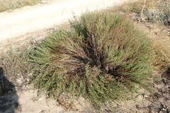 Artemisia arenaria