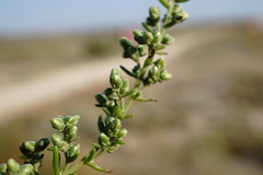 Artemisia arenaria