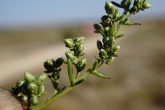 Artemisia arenaria