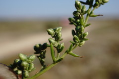 Artemisia arenaria