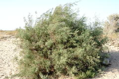 Tamarix tetrandra