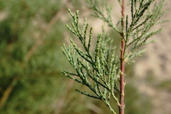 Tamarix tetrandra