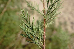 Tamarix tetrandra