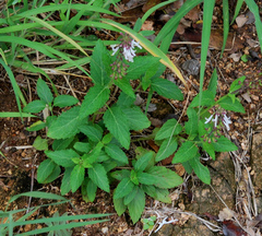 Orthosiphon suffrutescens
