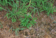 Orthosiphon suffrutescens