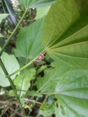 Eocanthecona furcellata