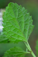 Orthosiphon suffrutescens