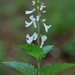 Orthosiphon suffrutescens - Photo 由 Charles Stirton 所上傳的 (c) Charles Stirton，保留部份權利CC BY-SA