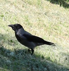 Corvus cornix