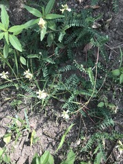 Astragalus guatemalensis