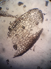 Riccardia exilis
