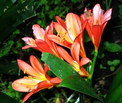 Clivia miniata miniata