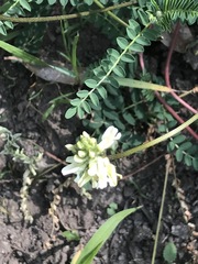 Astragalus guatemalensis