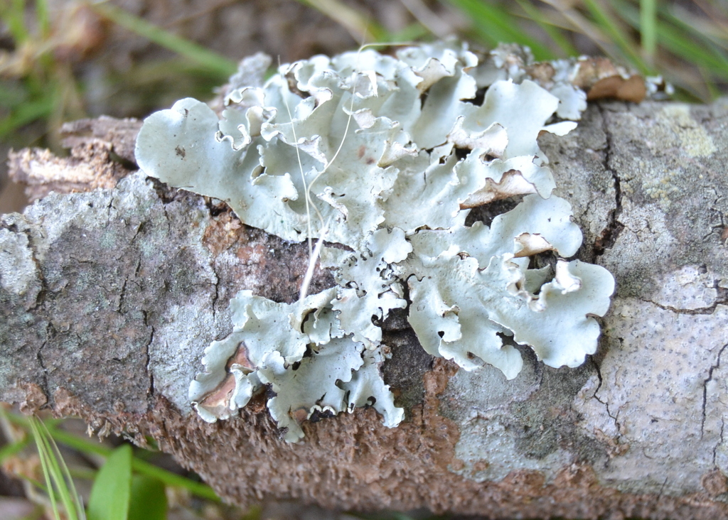 Parmotrema endosulphureum