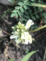 Astragalus guatemalensis