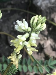 Astragalus guatemalensis