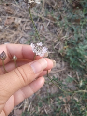 Cephalaria transsylvanica