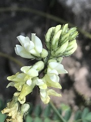 Astragalus guatemalensis