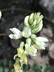 Astragalus guatemalensis