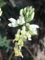 Astragalus guatemalensis