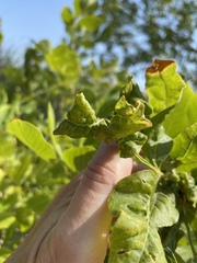 Prociphilus fraxinifolii