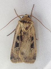 Pseudohermonassa flavotincta