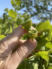 Prociphilus fraxinifolii