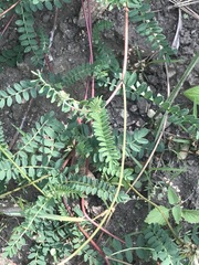 Astragalus guatemalensis