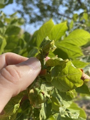 Prociphilus fraxinifolii