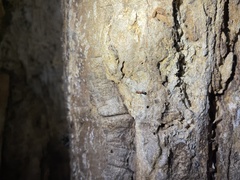 Camponotus decipiens