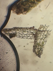 Riccardia pusilla