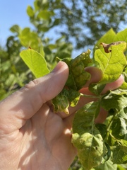 Prociphilus fraxinifolii