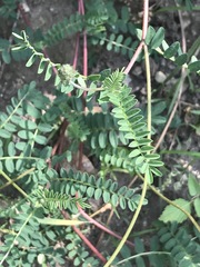 Astragalus guatemalensis