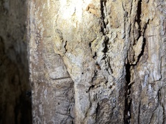 Camponotus decipiens