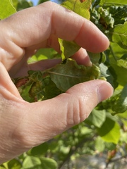 Prociphilus fraxinifolii