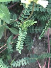 Astragalus guatemalensis