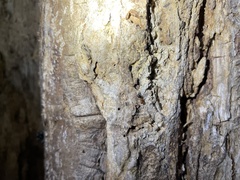 Camponotus decipiens