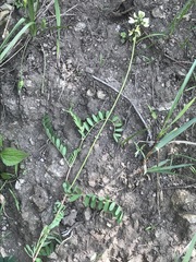 Astragalus guatemalensis