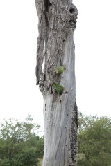 Poicephalus cryptoxanthus cryptoxanthus