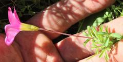 Oxalis glabra
