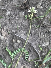 Astragalus guatemalensis