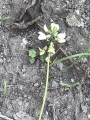 Astragalus guatemalensis