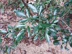 Arthroclianthus angustifolius