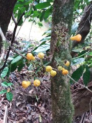 Oxera robusta