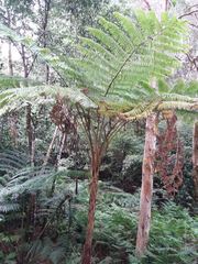 Sphaeropteris intermedia