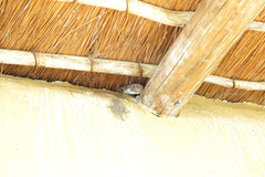 Taphozous mauritianus