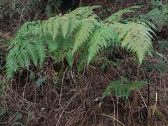 Calochlaena straminea
