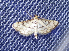 Hileithia rehamalis