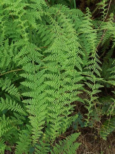 Paesia rugosula observed 2021-08-24