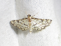 Hileithia rehamalis